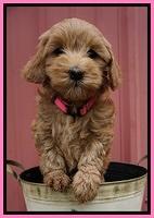 Millie Blaze pups 7 wks old 51