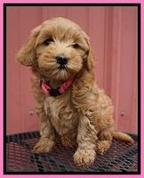 Millie Blaze pups 7 wks old 81