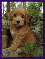 Weisberg family: Ginger 8 week old weight: 8 lb 11 oz