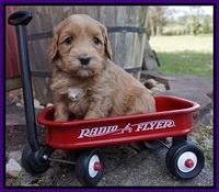 Millie Blaze pups 5 wks old 101