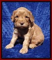 Millie Blaze pups 4 wks old141