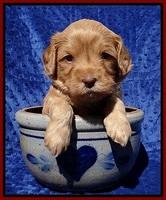 Millie Blaze pups 4 wks old171