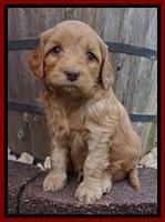 Millie Blaze pups 5 wks old 111