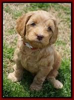 Millie Blaze pups 6 wks old131