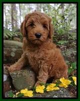 Scarff family "Truro" 8 week old wt: 8 lb 15 oz
