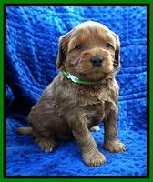 Millie Blaze pups 4 wks old191