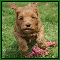 Millie Blaze pups 6 wks old191