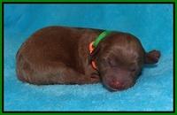 Millie Blaze pups newborn 91
