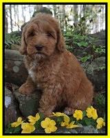 Cohen family: " Dolly" 8 week old wt: 8 lb 12 oz