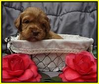 Millie Blaze pups 3 wks old 171