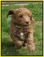 Millie Blaze pups 6 wks old241