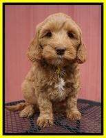 Millie Blaze pups 7 wks old 211