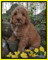 Millie Blaze pups 8 wks old 6212