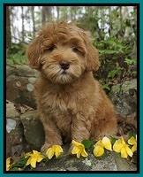 Fedderson family: 8 week old wt: 6 lb 12 oz