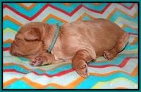 Millie Blaze pups 1 wk old 8120