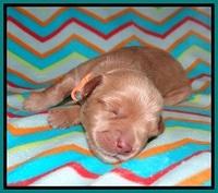 Millie Blaze pups 1 wk old 9120