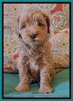 Millie Blaze pups 6 wks old281