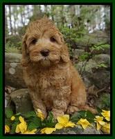 Green Boy 8 week old wt: 6 lb  14 oz