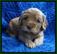 Millie Blaze pups 4 wks old311
