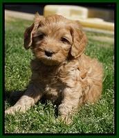 Millie Blaze pups 6 wks old311
